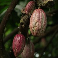 chocolatecompany