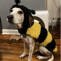 wagallongpetcare