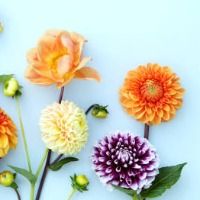 sensationflowers